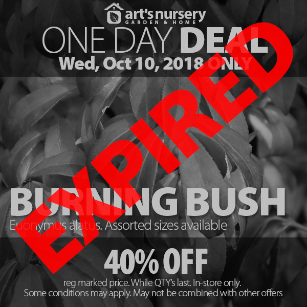 Burning Bush | Euonymus alata