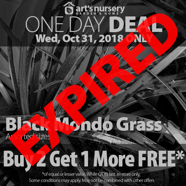 Black Mondo Grass