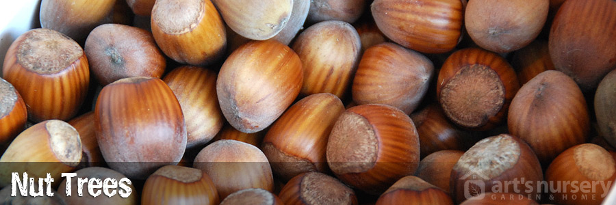 Hazelnuts Walnuts And Other Nut Trees Art S Nursery Ltd