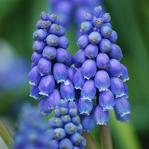 Grape Hyacinth Bulbs