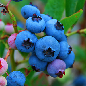 Small Fruits & Berries 