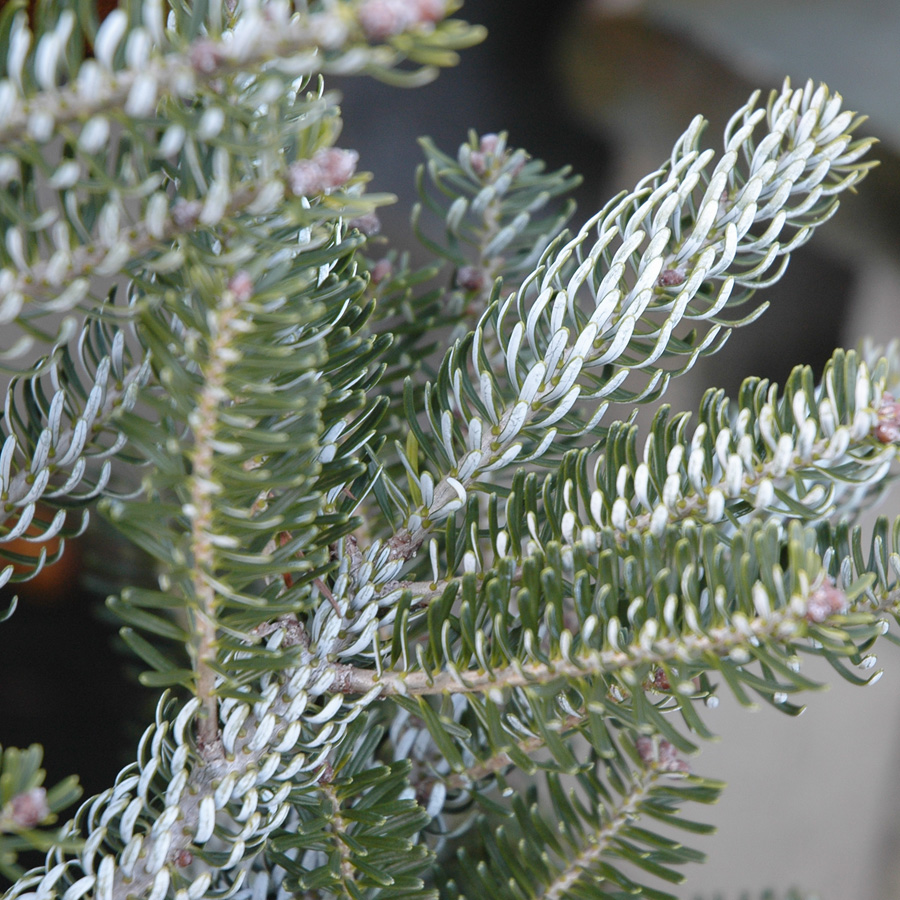 Abies koreana 'Silberlocke'  