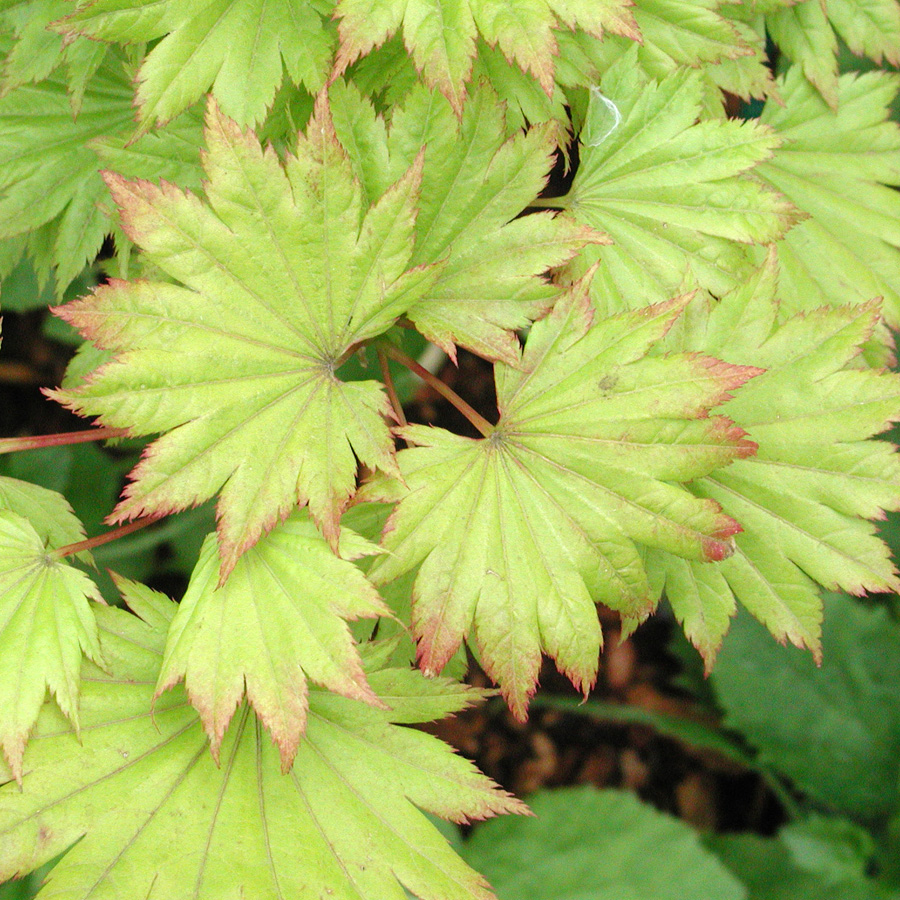 Acer_palamtum_shiraswanum_Aureum.jpg