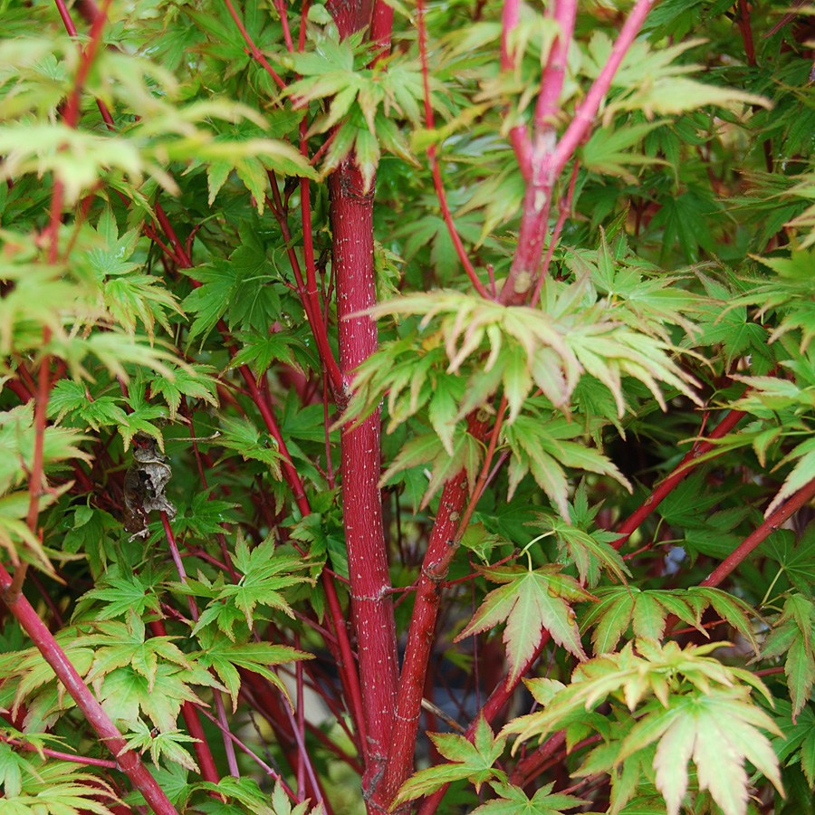 Acer palmatum 'Sango kaku' 7-8ft 1.75' cal
