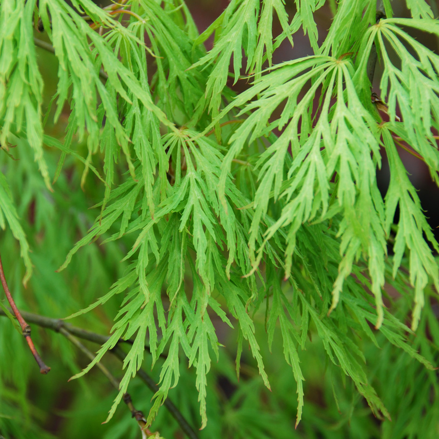 Acer palmatum dissectum 'Waterfall'