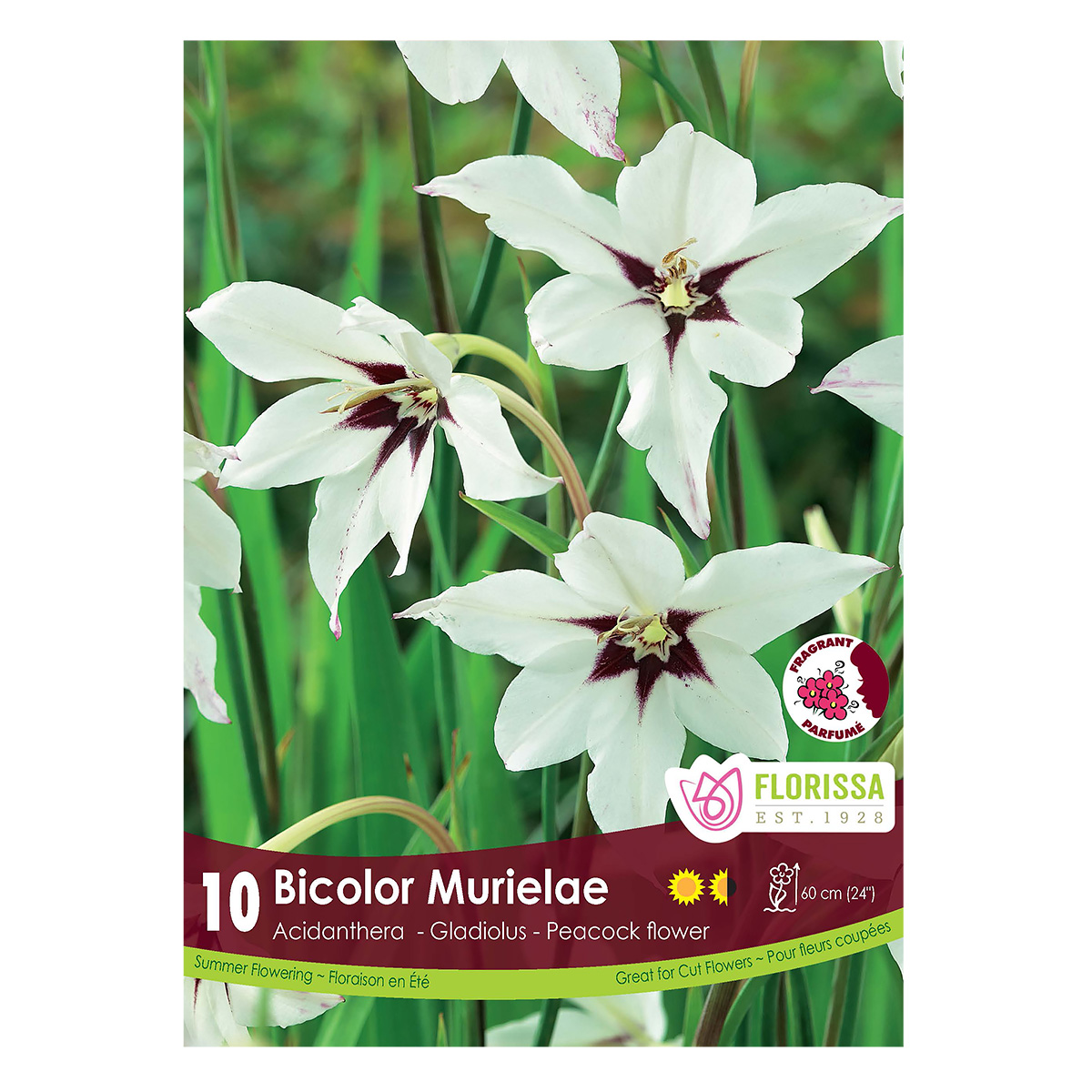 Acidanthera_Bicolor_Murielae.jpg