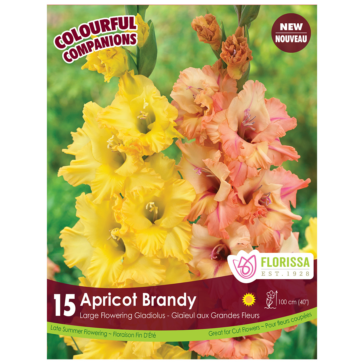 Gladiolus 'Apricot Brandy' Bulbs 