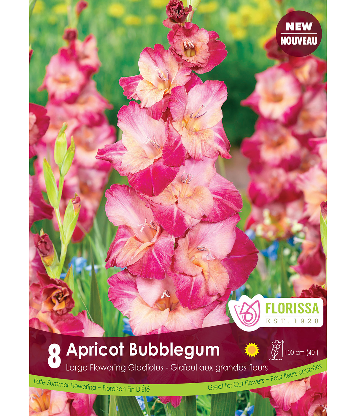 Gladiolus Dutch 'Apricot Bubble Gum' Bulbs  