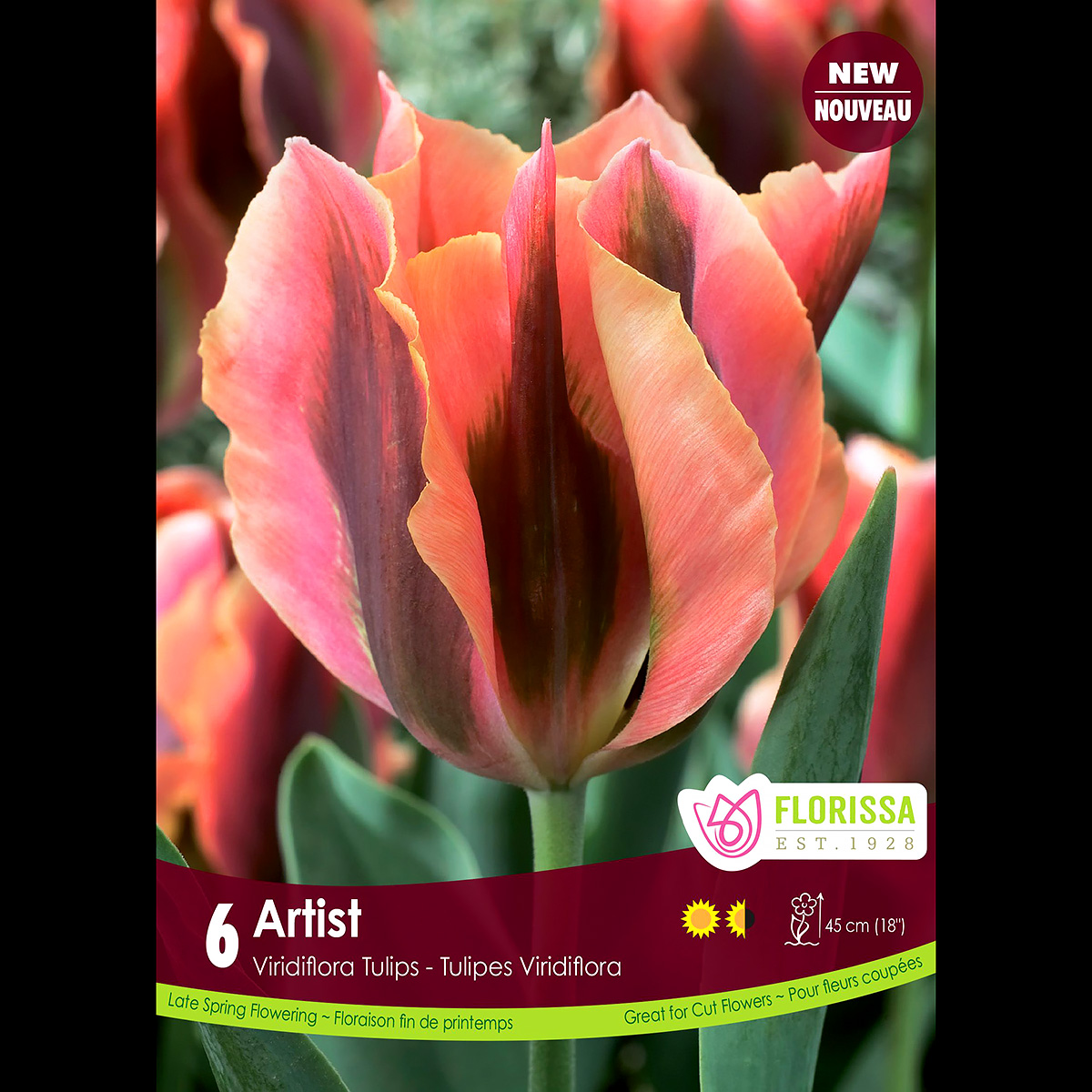 Tulipa 'Artist' Bulbs 