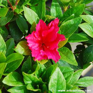 Azalea japonica 'Vuyk's Scarlet'
