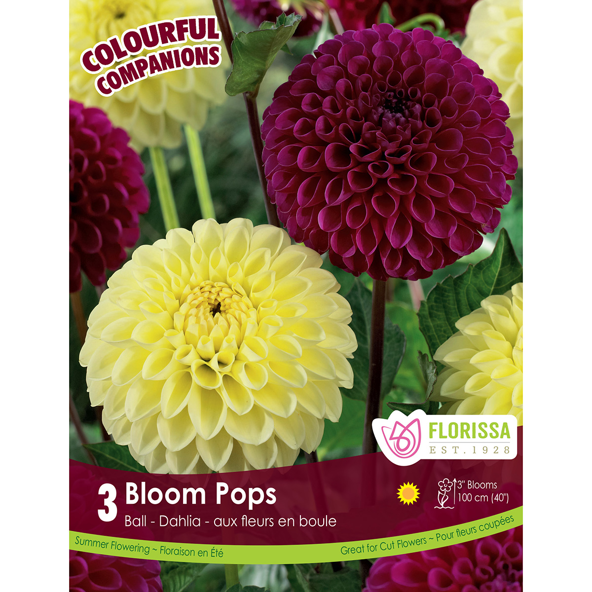 Colorful Companions 'Bloom Pops' Dahlia Tubers