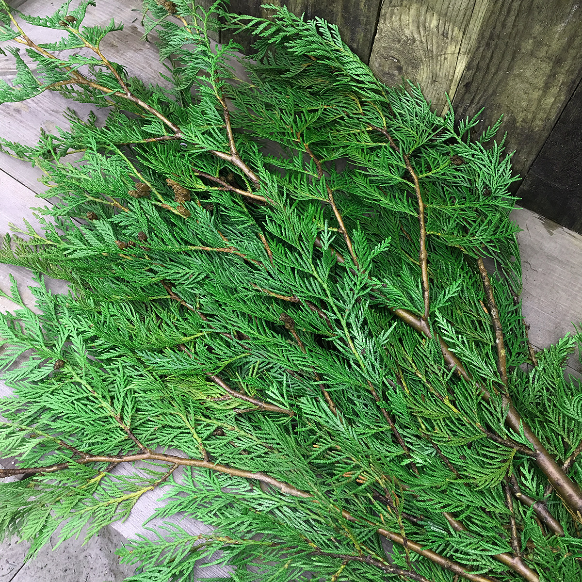 Christmas Greens- Red Cedar