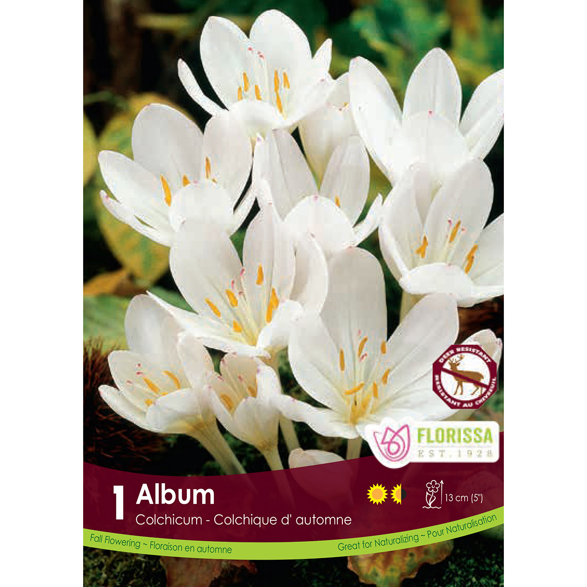 Colchicum 'Autumnale Album' Bulbs 1PK