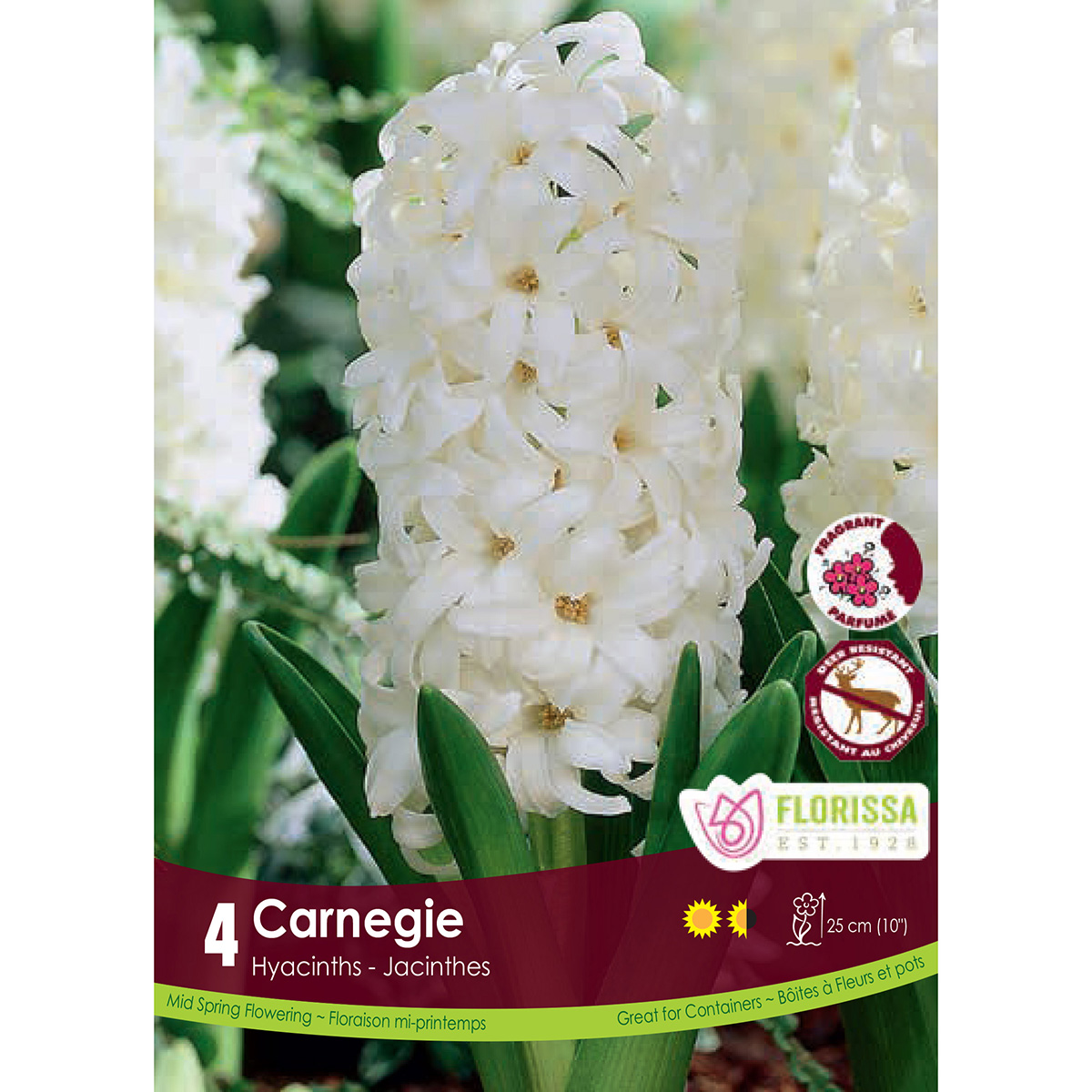 Hyacinthus 'Carnegie' 