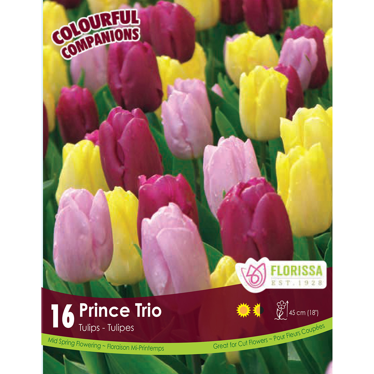 Colourful Companions Tulipa 'Prince Trio' Bulbs 16PK