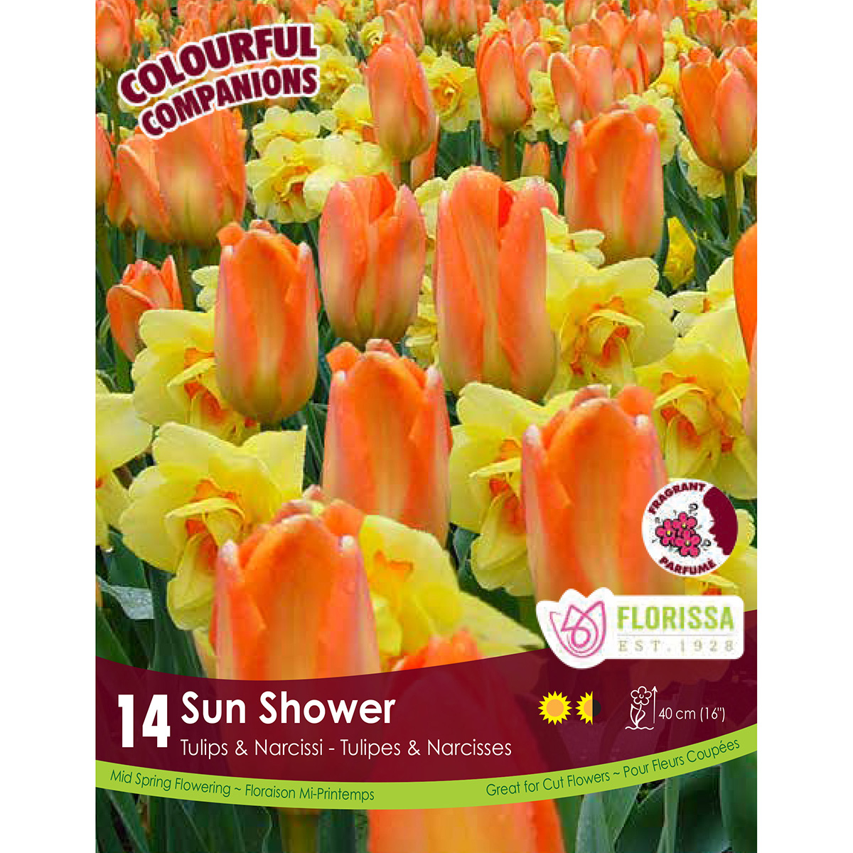 Colourful Companions 'Sun Shower' Bulbs-Narcissi and Tulipa Mix