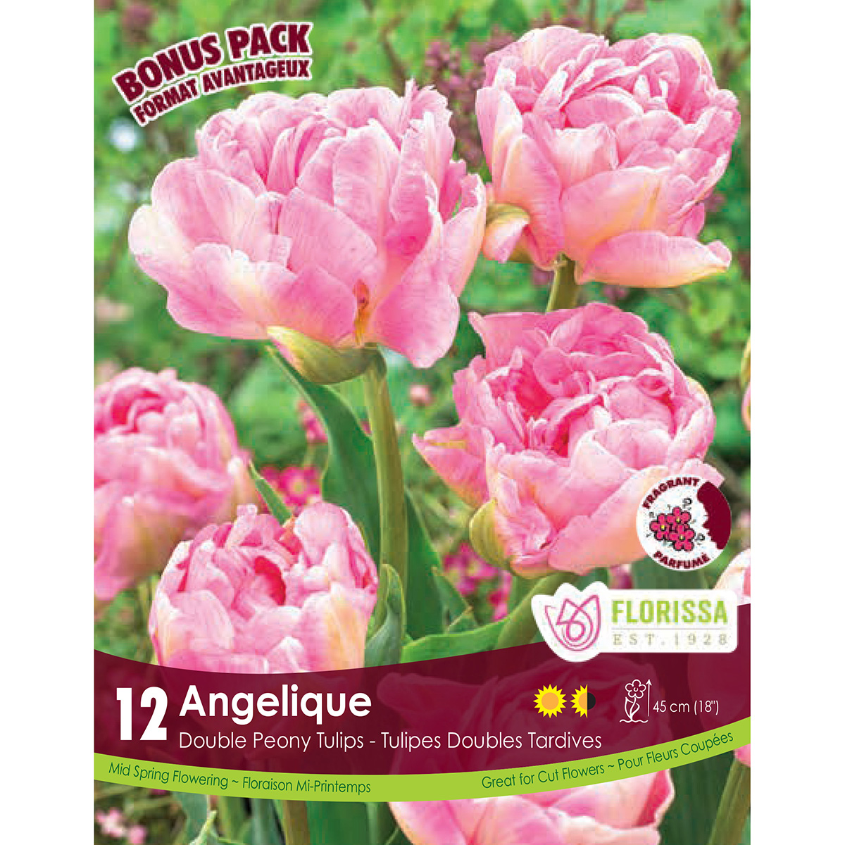 Tulipa 'Angelique' Bulbs 12PK
