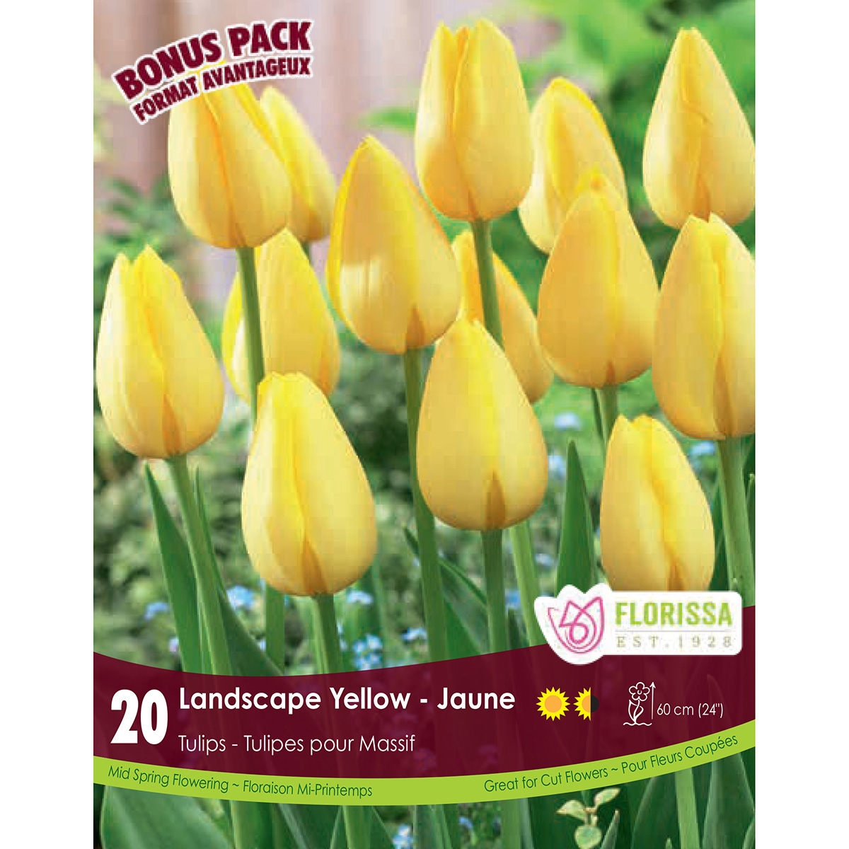 Tulipa 'Landscape Yellow' Bulbs