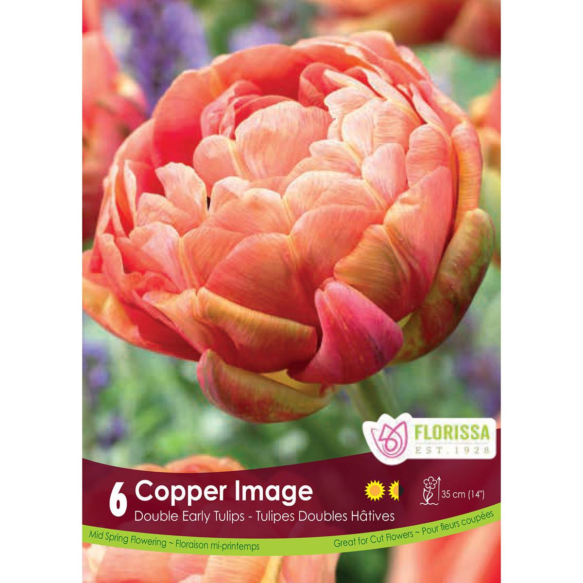 Tulipa 'Copper Image' Bulbs