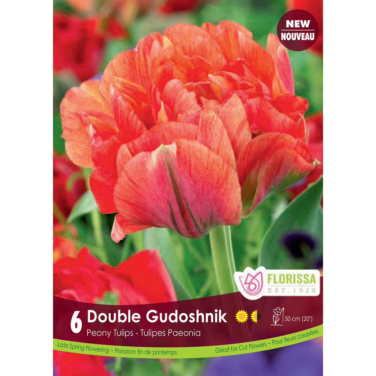 Tulipa 'Double Peony Gudoshik' Bulbs 6PK