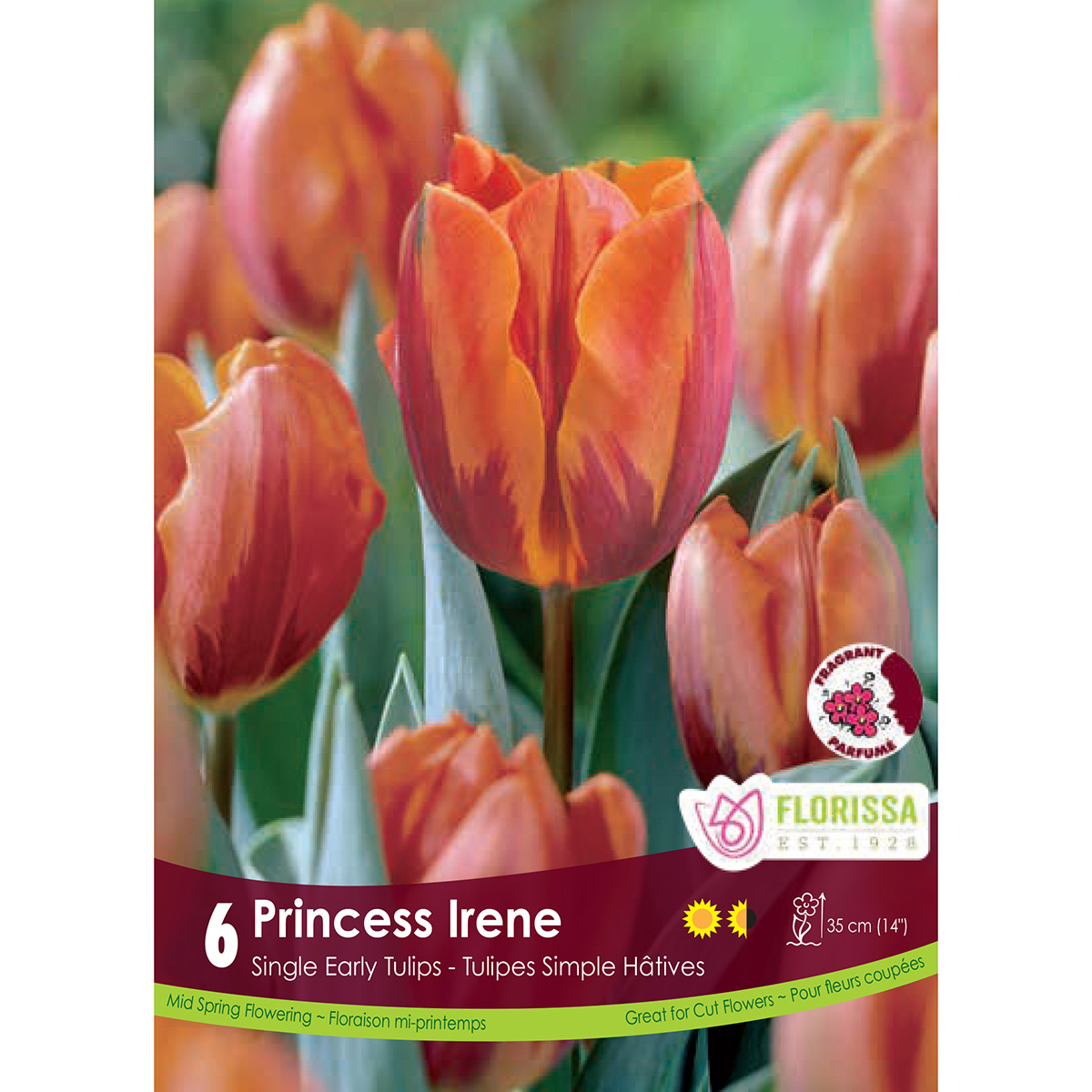 Tulipa 'Princess Irene' Bulbs 6PK