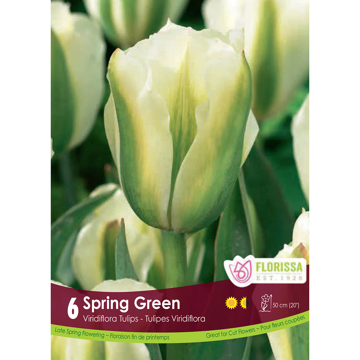Tulipa 'Spring Green' Bulbs 6PK