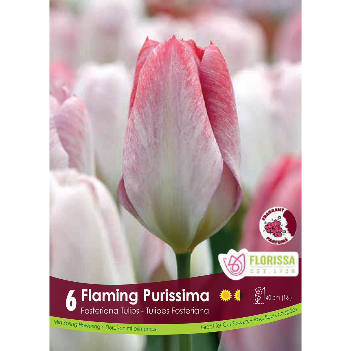 Tulipa 'Flaming Purissima' Bulbs