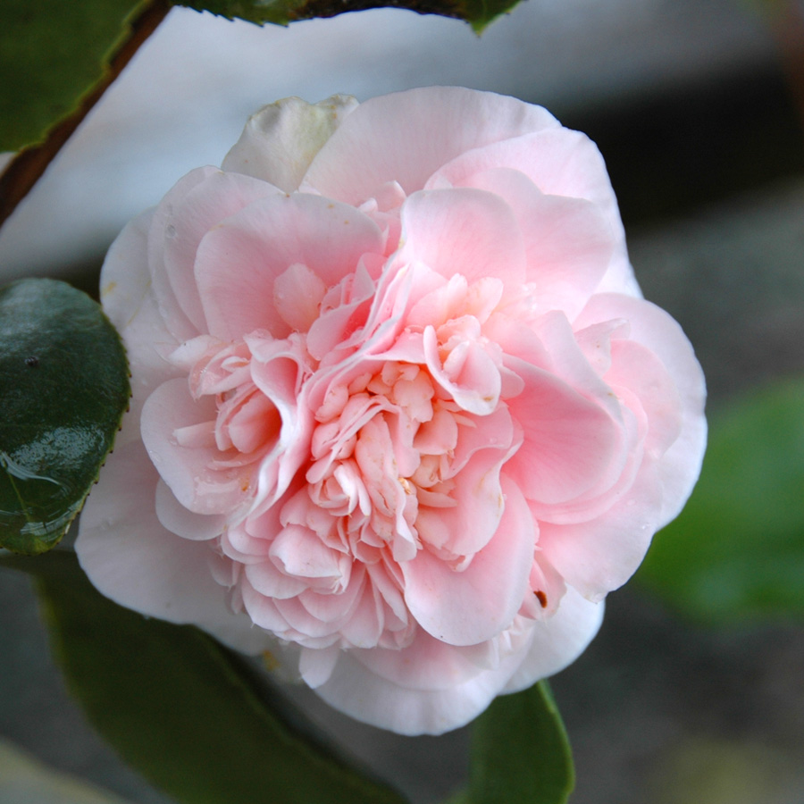 Camellia japonica 'Debutante'