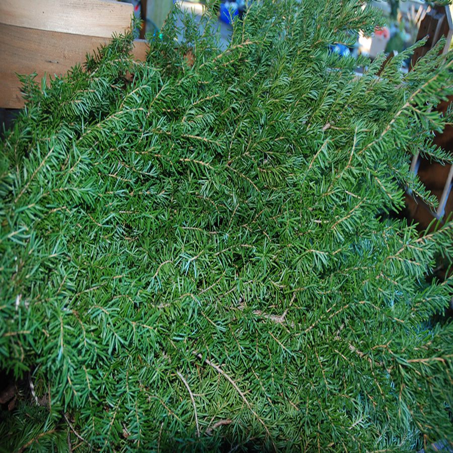 Christmas Greens Heterophylla Mertensiana