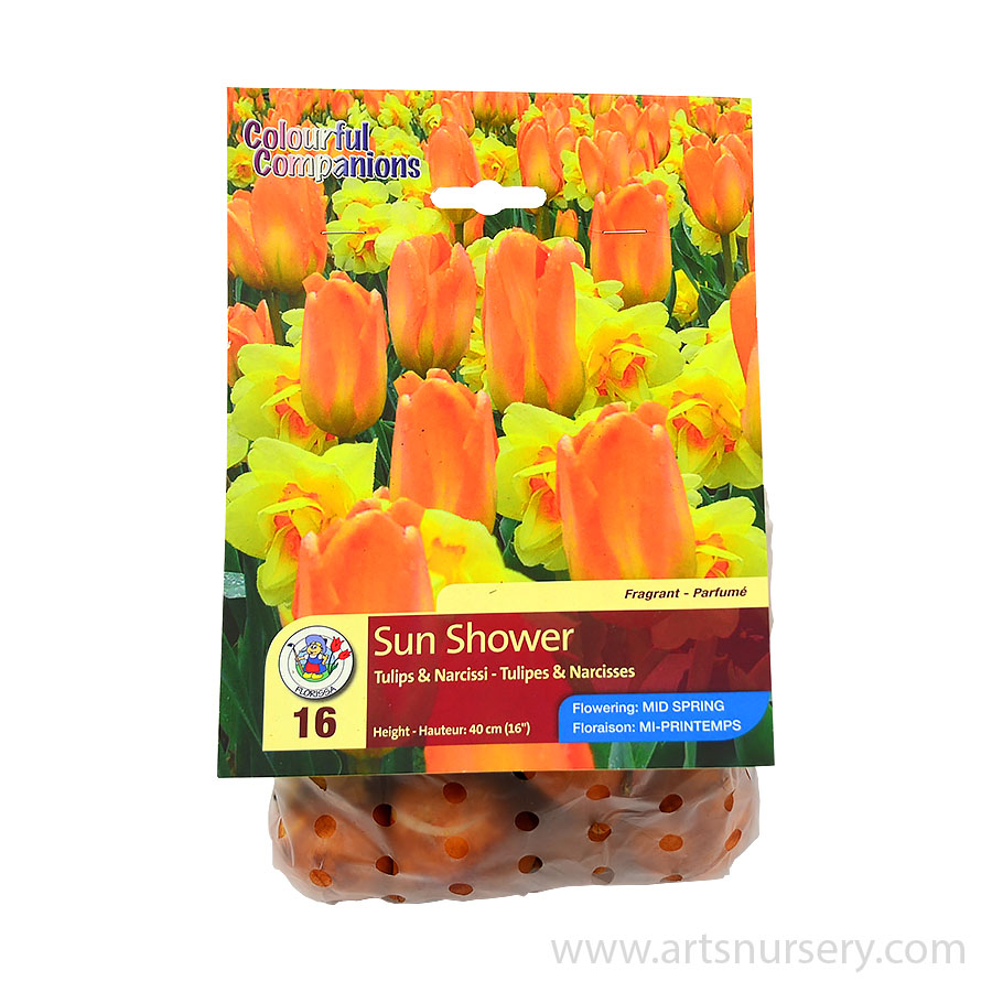 Colourful Companions Sun Showers Bulbs Arts Nurse Colourful Companions Sun Showers Bulbs Arts Nurse # Sunshower Id_061250