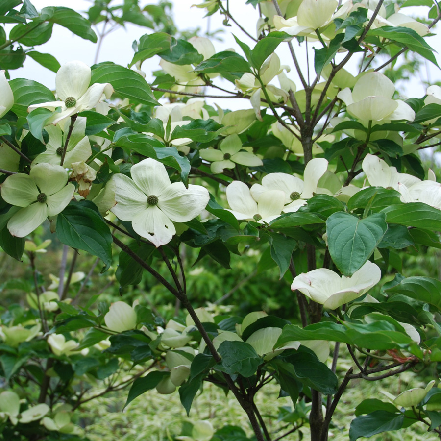 Cornus kousa x nutt 'Venus'