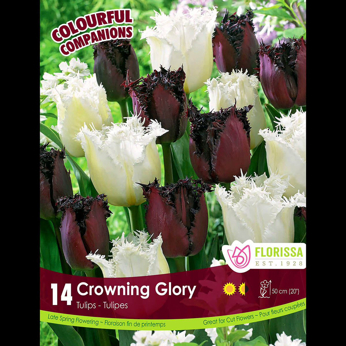 Colorful Companions Tulip 'Crowning Glory' 14PK   