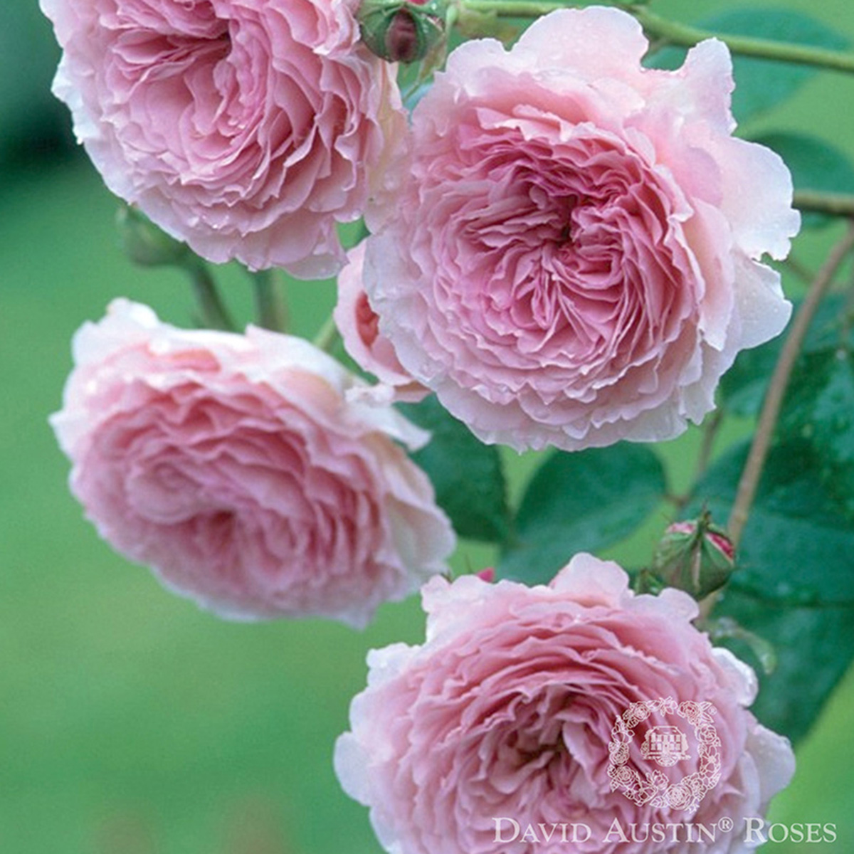 Rosa 'James Galway' 