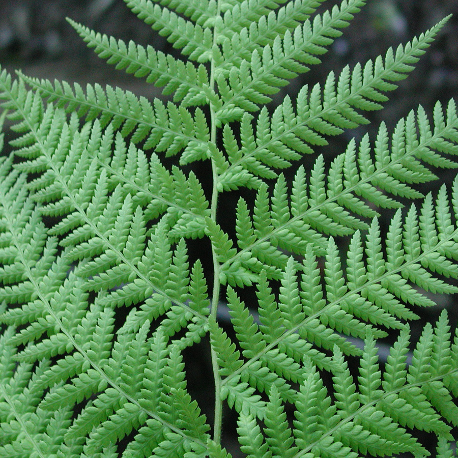 Dicksonia antarctica