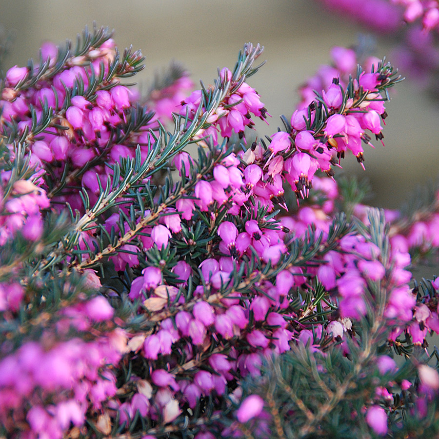 Erica x darleyensis 'Kramer's Red' 