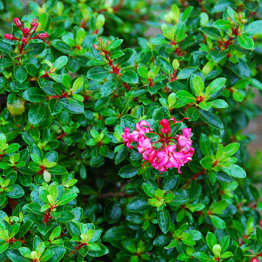 Escallonia 'Newport Dwarf' 