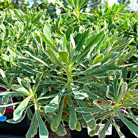 Euphorbia characias Silver Swan_600x600.JPG.jpg