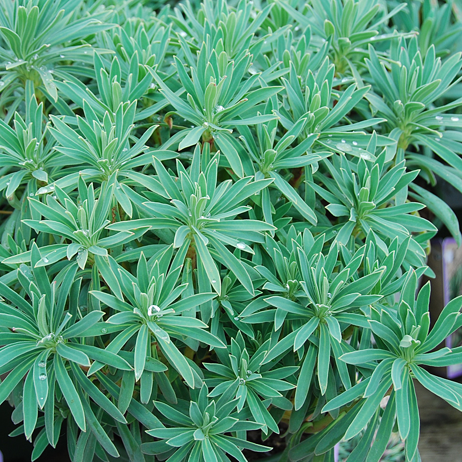 Euphorbia wulfenii 'Shorty'