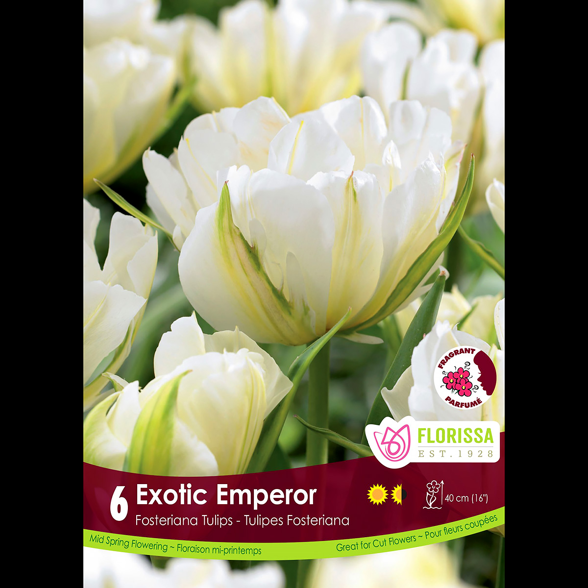 Tulipa 'Exotic Emperor' Bulbs
