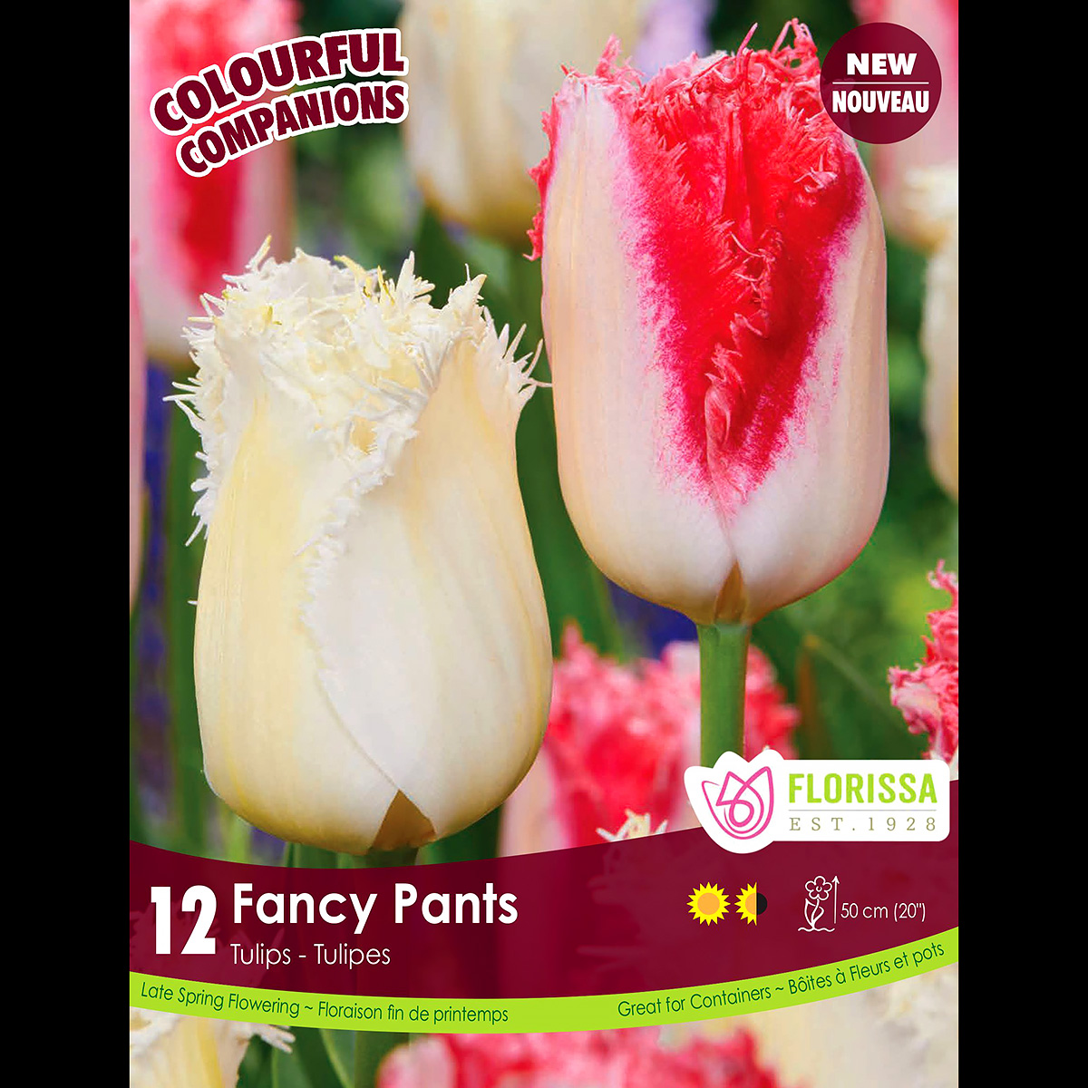 Colorful Companions Tulipa 'Fancy Pants'  12PK 