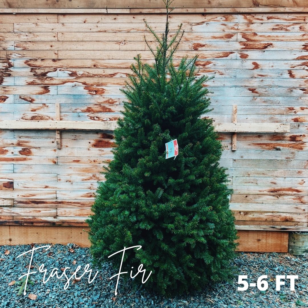 CUT Christmas Tree - Fraser Fir 5-6ft