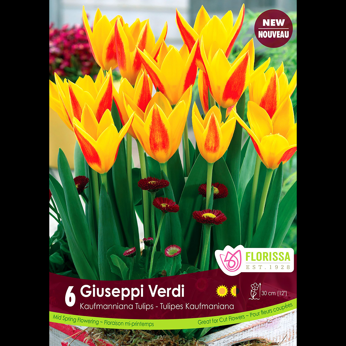 Tulipa 'Giuseppi Verdi' Bulbs 