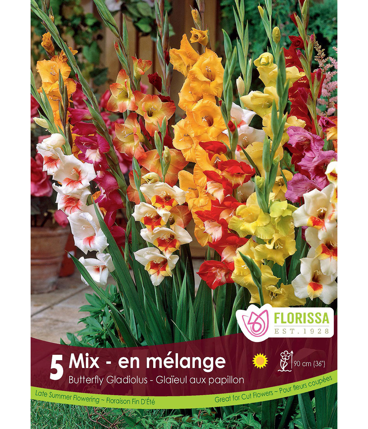 Gladiolus Butterfly Mix Bulbs