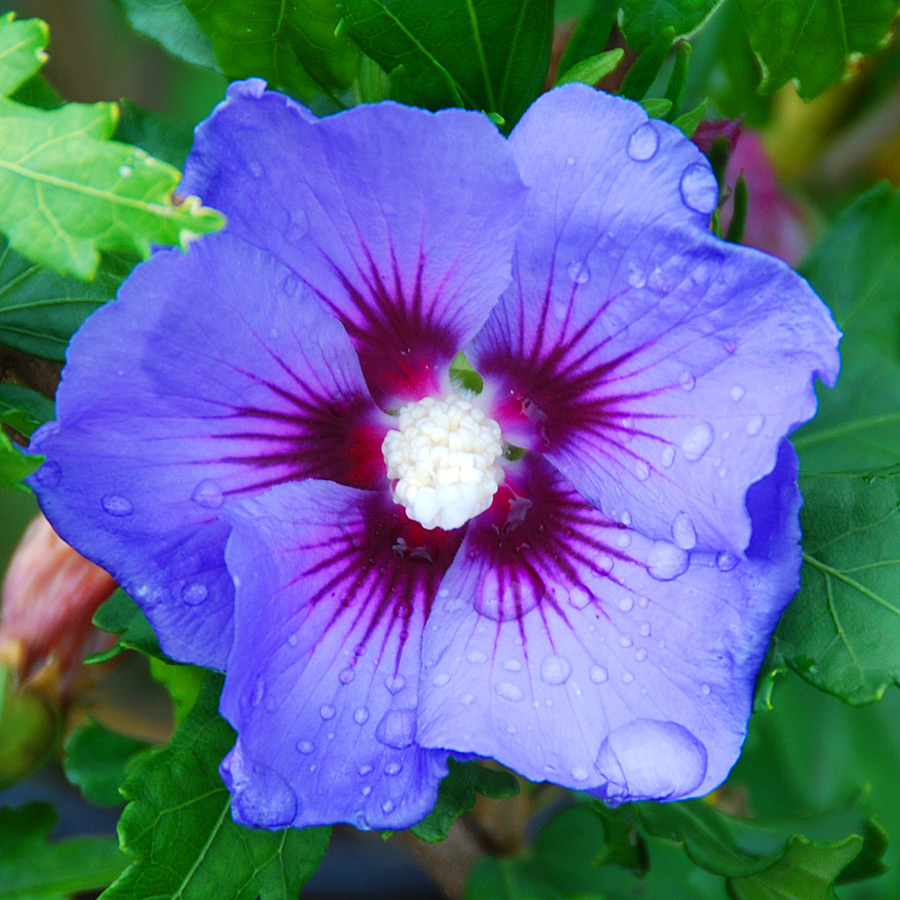 Hibiscus syriacus Marina