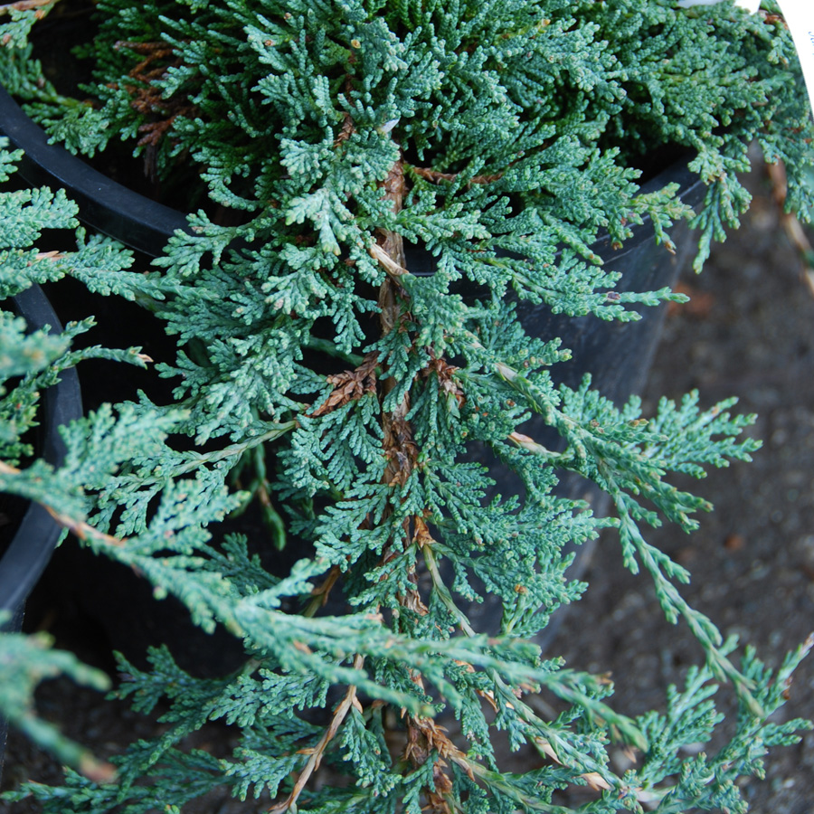 Juniperus horizontalis 'Icee Blue'