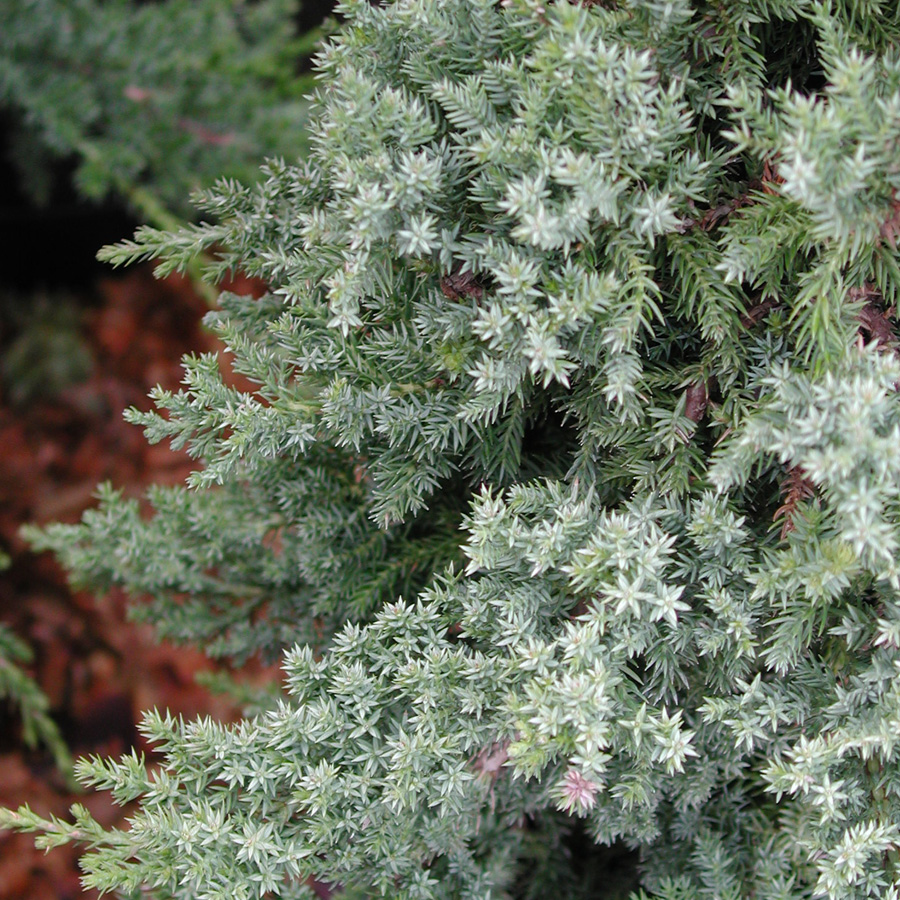 Juniperus procumbens nana Staked