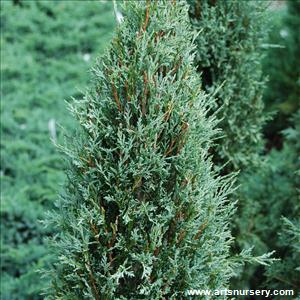Juniperus scopulorum 'Gray Gleam'