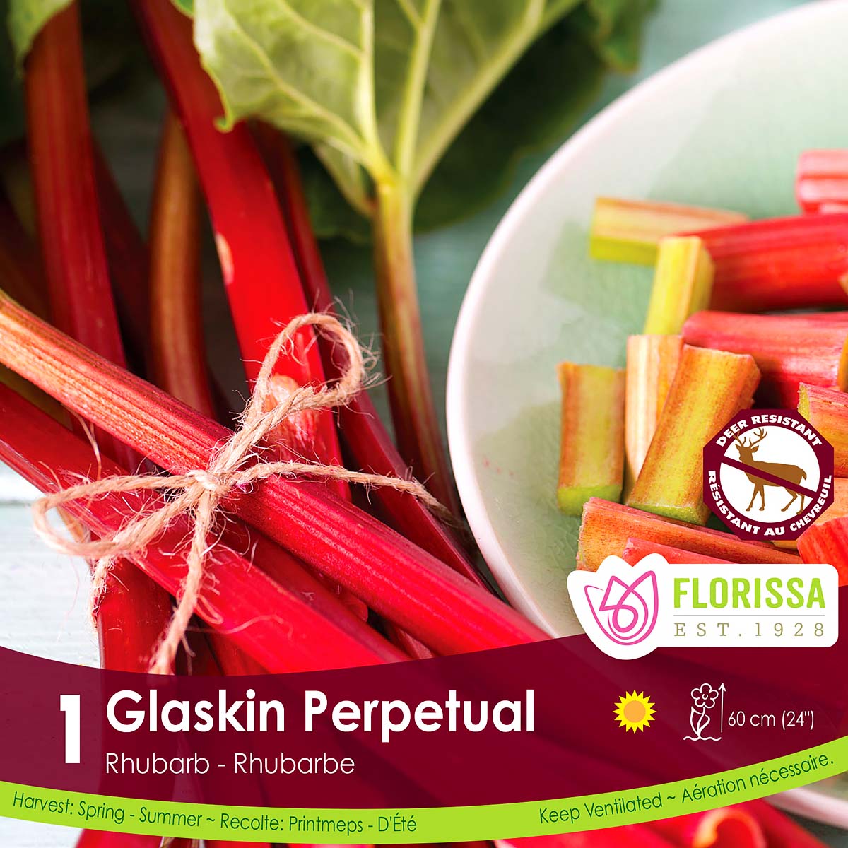 Rhubarb 'Glaskin's Perpetual' Root