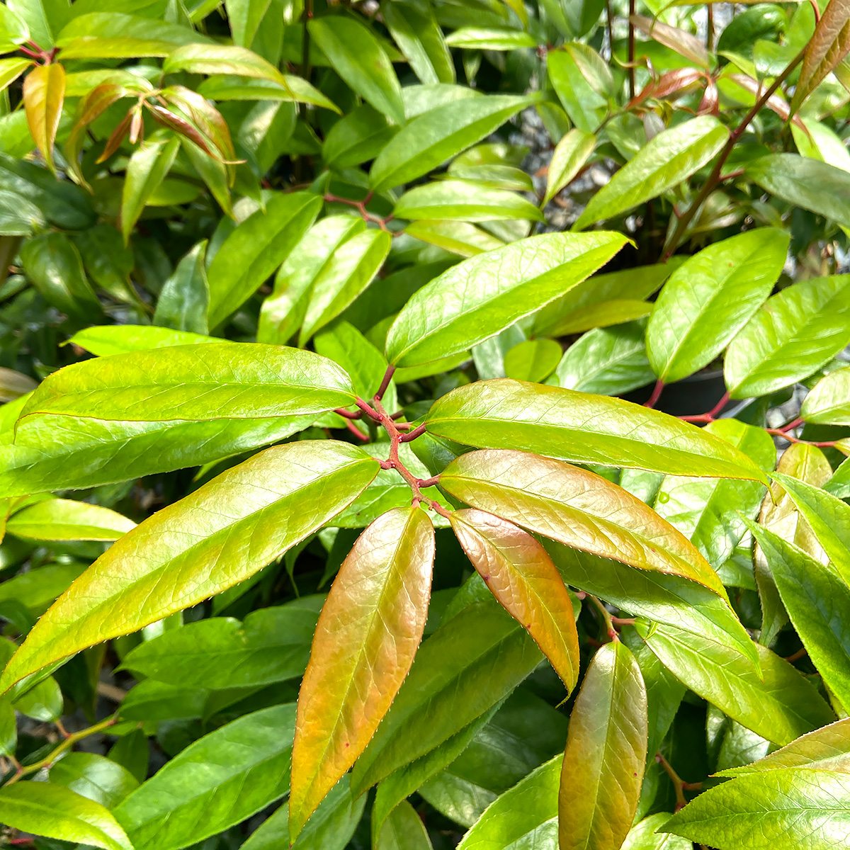 Leucothoe fontanesiana 'Scarletta'
