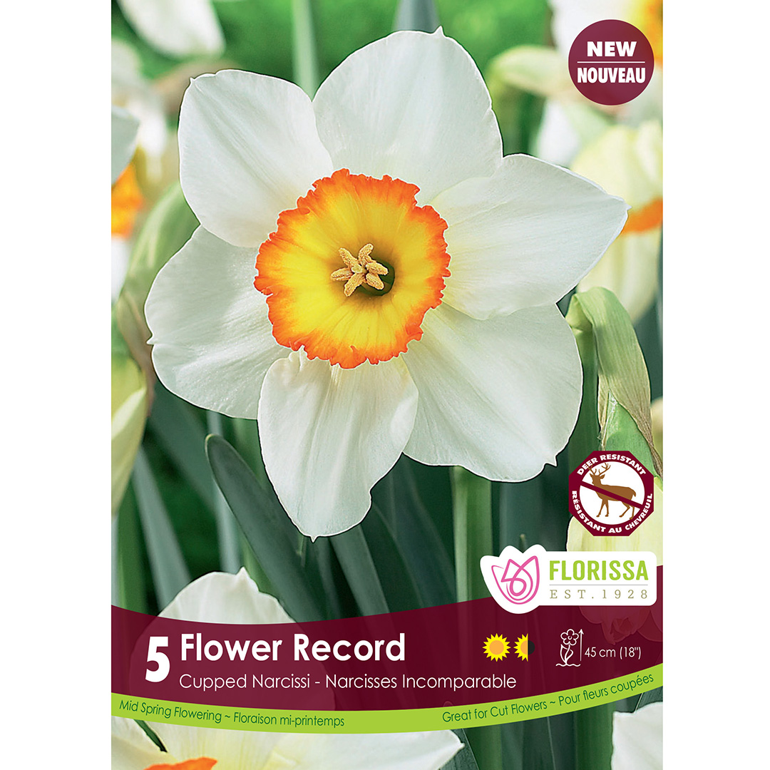 Narcissus 'Flower Record' Bulbs     